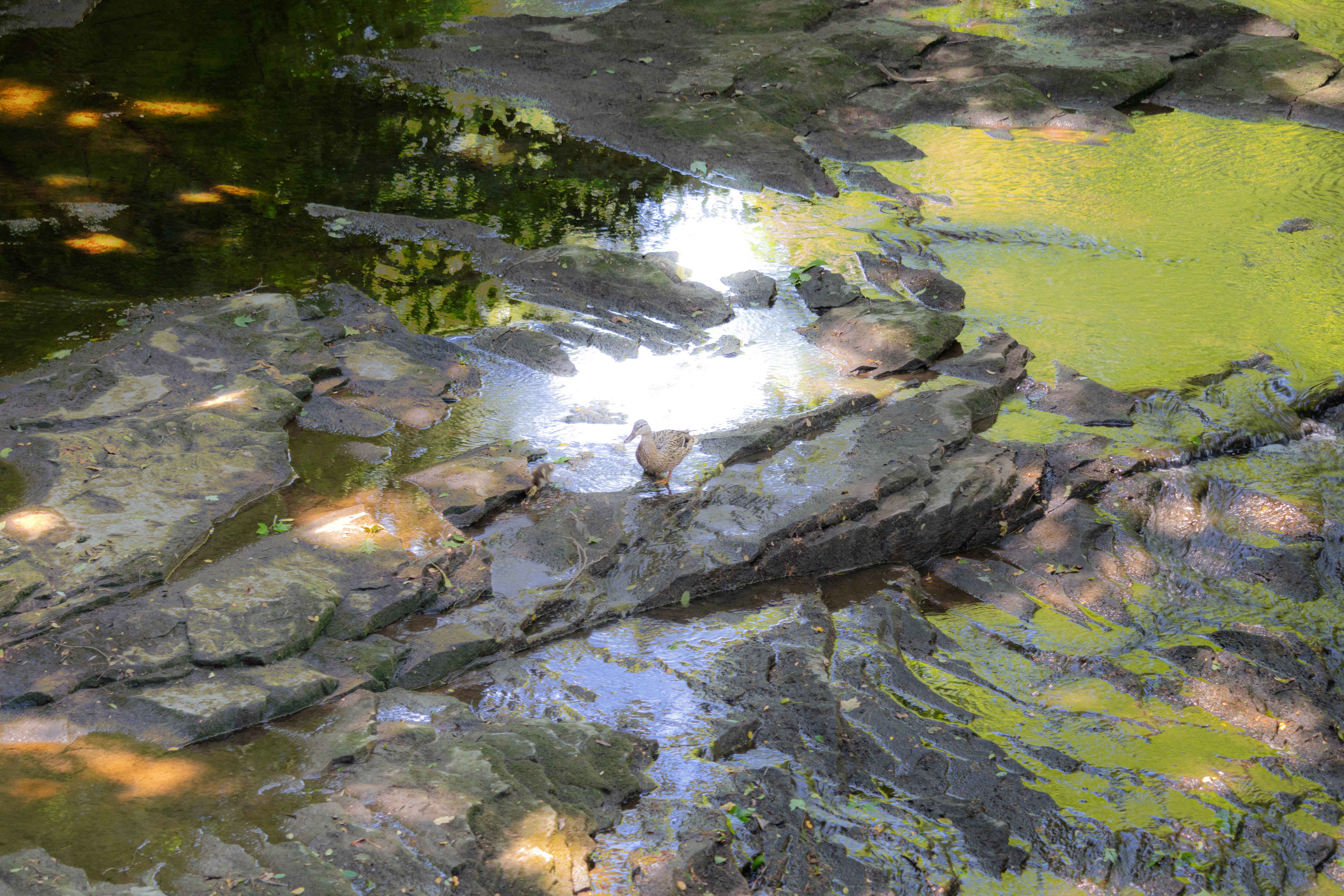 Duck in Creek